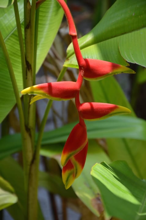 Malediven 3/2015 Adaaran Select Meedhupparu Island Resort - Premium All Inclusive