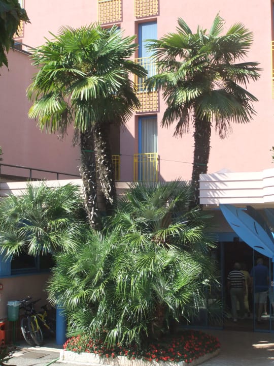 Vegetation  Hotel Sportsman