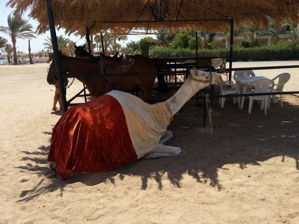 Vom Stella Beach am Strand Stella Garden Resort & Spa, Makadi Bay