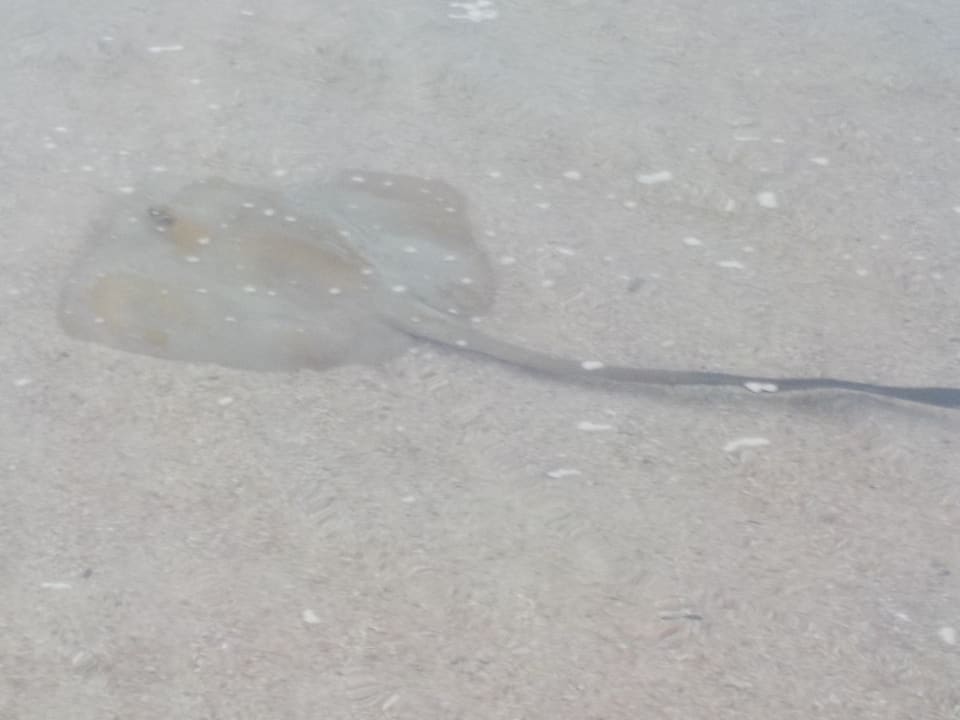 Strand Jaz Solaya