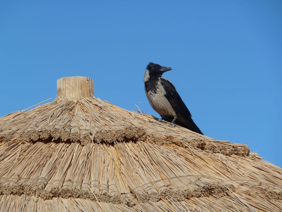 Ägyptische Krähe Hotel Sheraton Soma Bay Resort