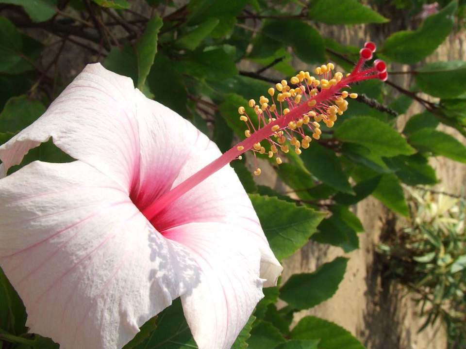 gartenanlage El Mehdi Beach Resort