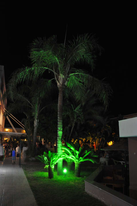 Angestrahlte Palmen Dodeca Sea Resort