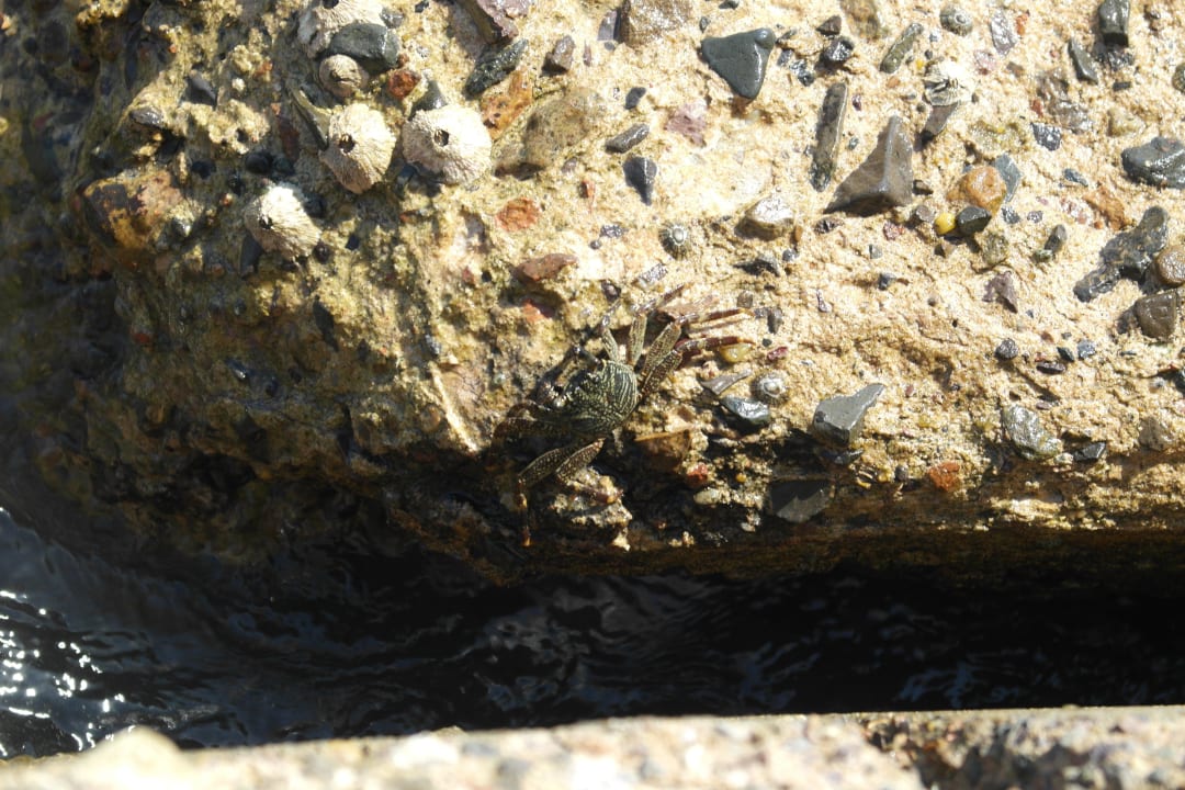 Мимикрия  Desert Rose