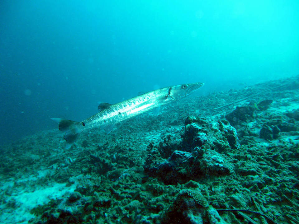 Barrakuda Two Fish Divers Resort