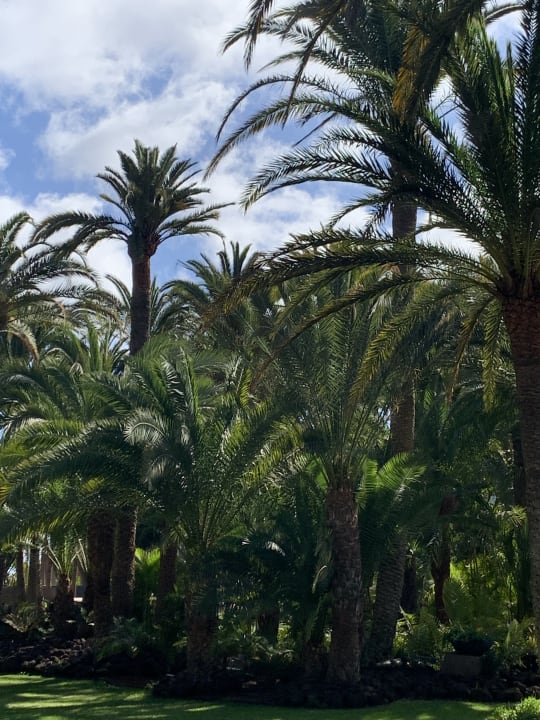 Gartenanlage Hotel Riu Palace Oasis