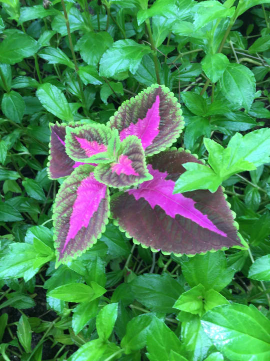 Gartenanlage Meeru Maldives Resort Island