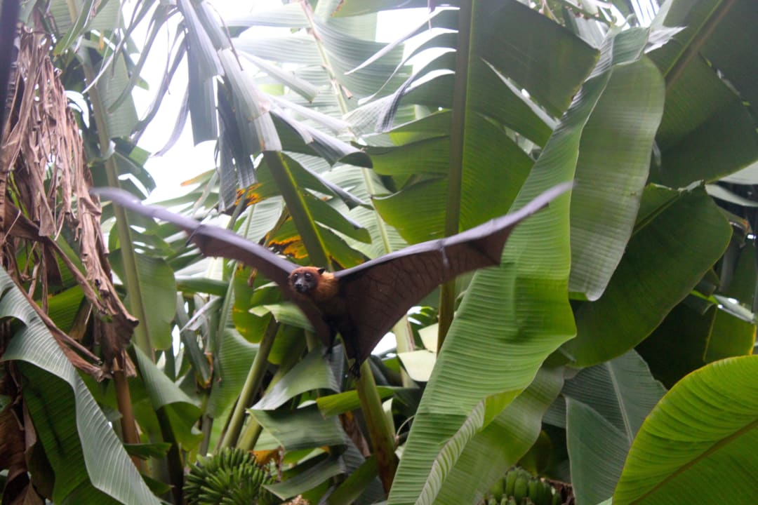 Flughund Villa Park Sun Island