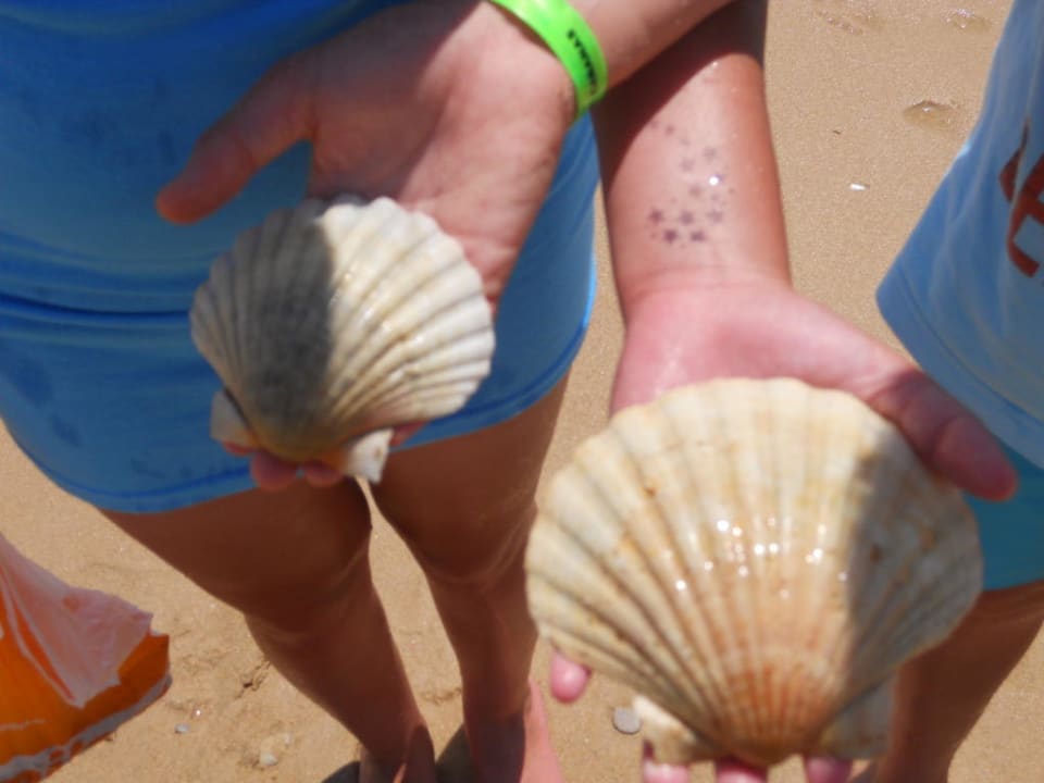 Ein Paradies für Muschelsucher Golden Club Cabanas