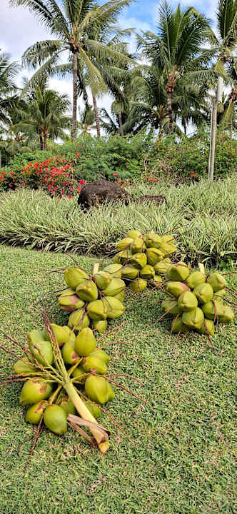 Gartenanlage La Pirogue Mauritius