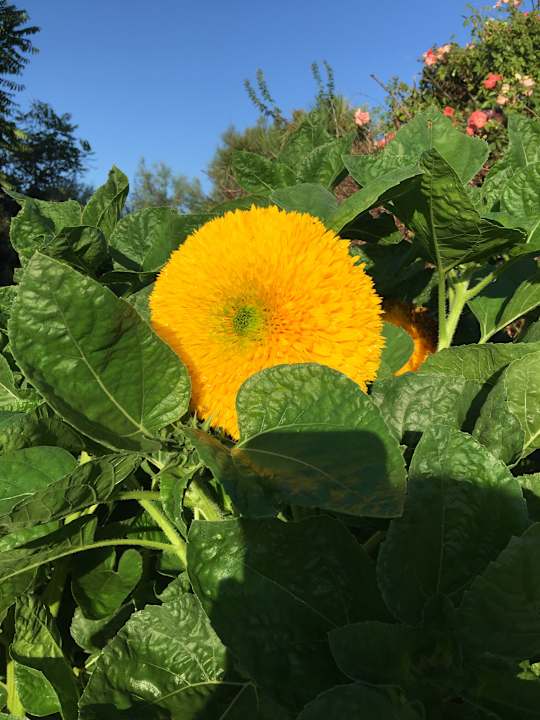 Gartenanlage Hotel Marina Club