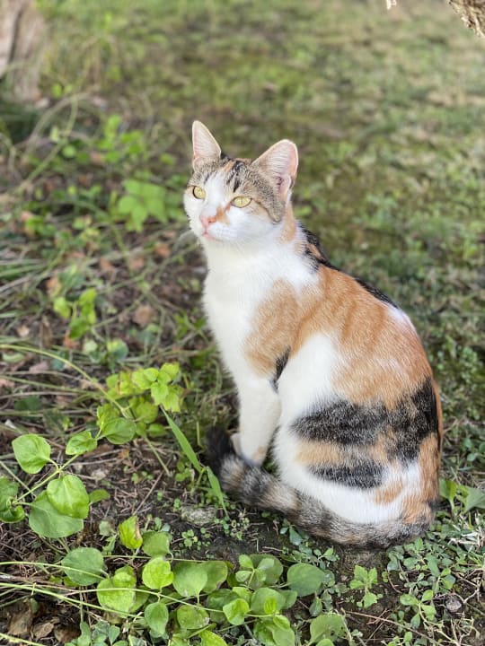 Sonstiges VONRESORT Golden Beach