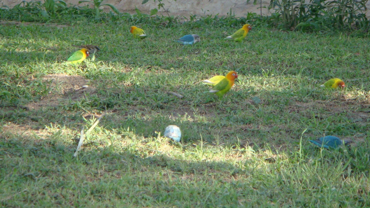 Schöne Vögel Giftun Azur Resort