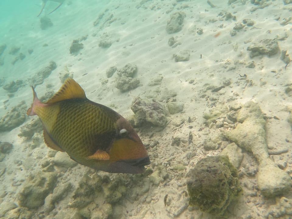 Sport & Freizeit NH Collection Maldives Reethi Resort