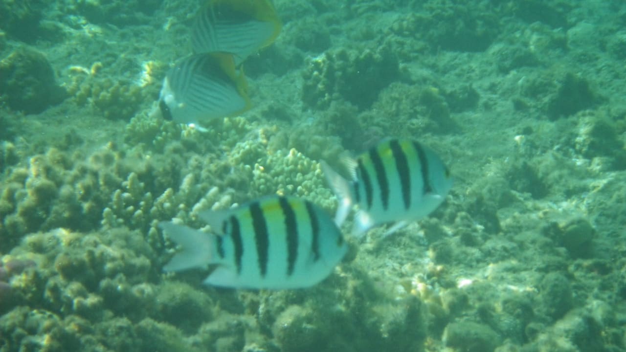 Riff ca 50m vom Strand entfernt Baron Palace Sahl Hasheesh