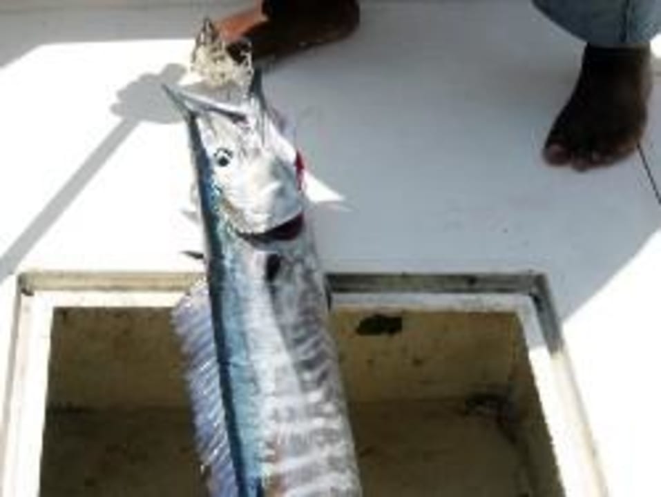 Hochseefischen whala!boca chica