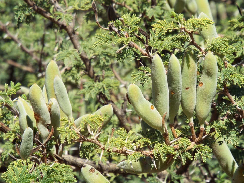 Pflanzen entlang des Wanderweges Kalahari Anib Lodge