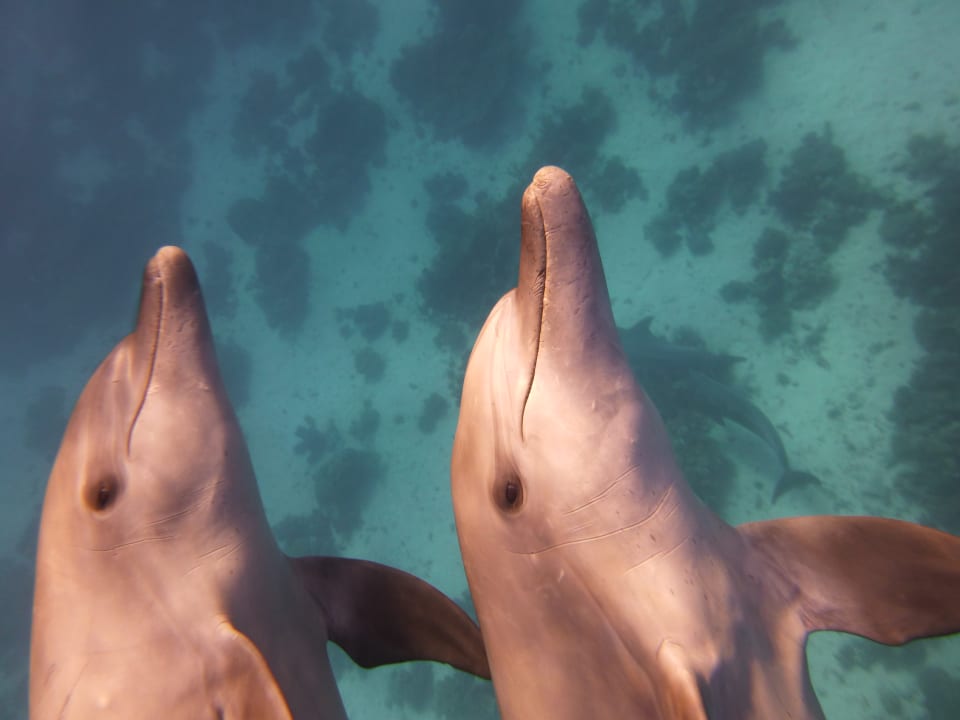 Sport & Freizeit Pickalbatros Citadel Resort