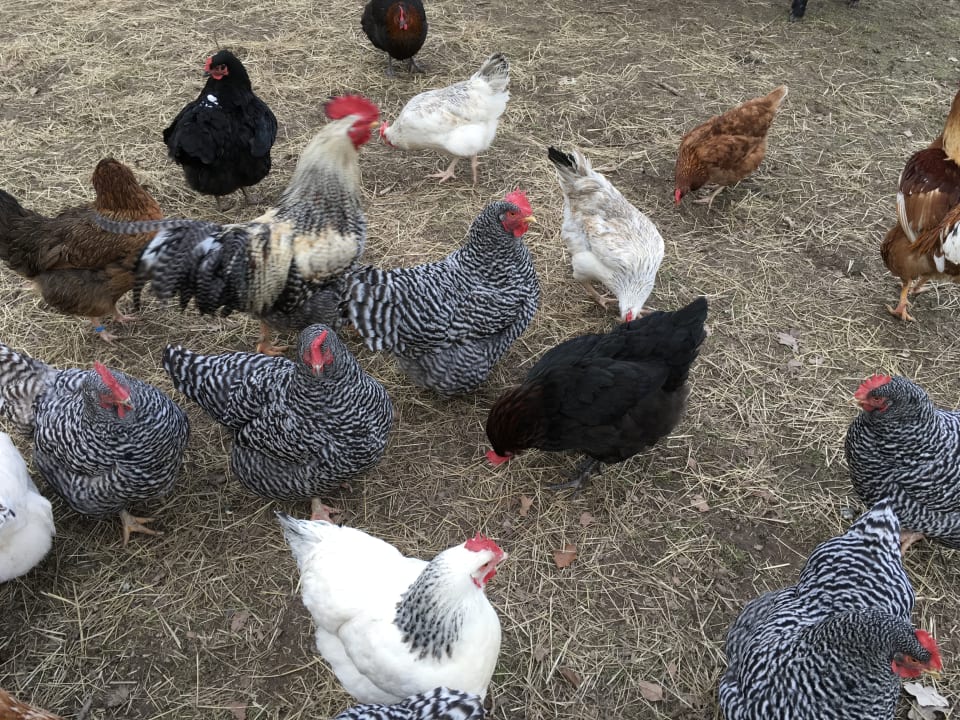 Sonstiges Ferienhof Bleckert