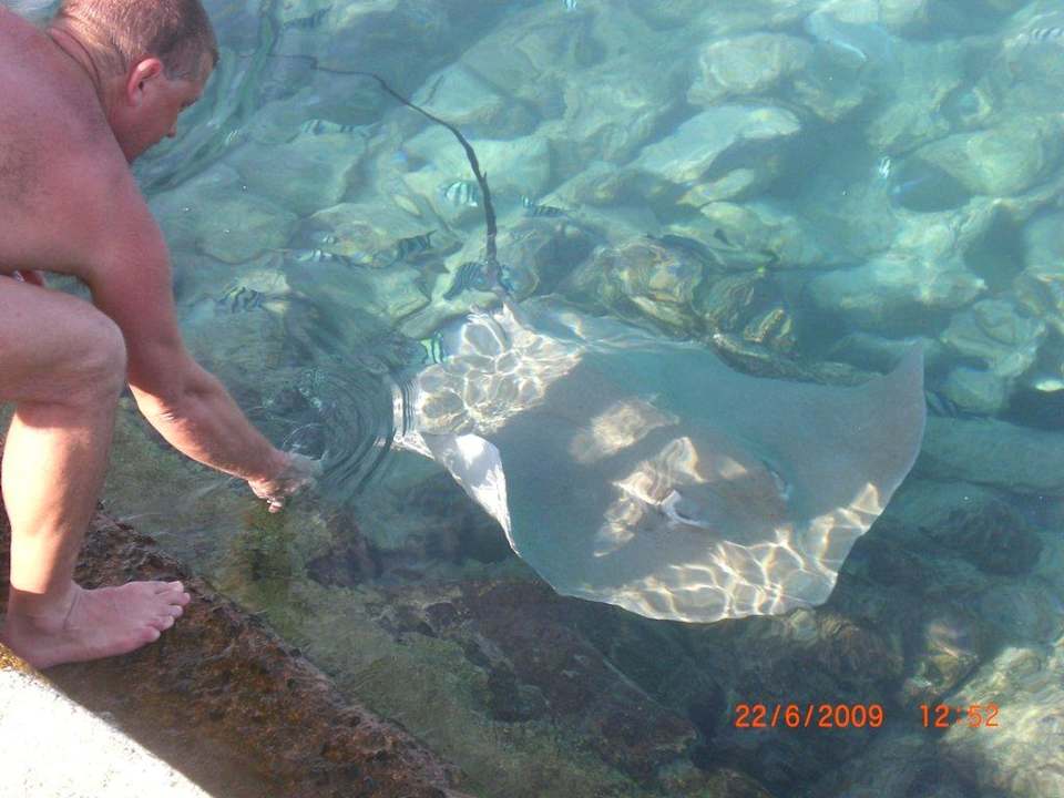 Rochenfütterung Summer Island Maldives