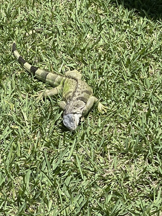 Gartenanlage Hotel Riu Plaza Miami Beach