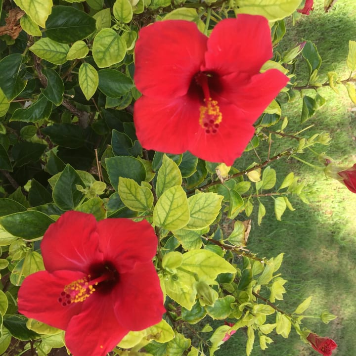 Gartenanlage allsun Hotel Zorbas Village