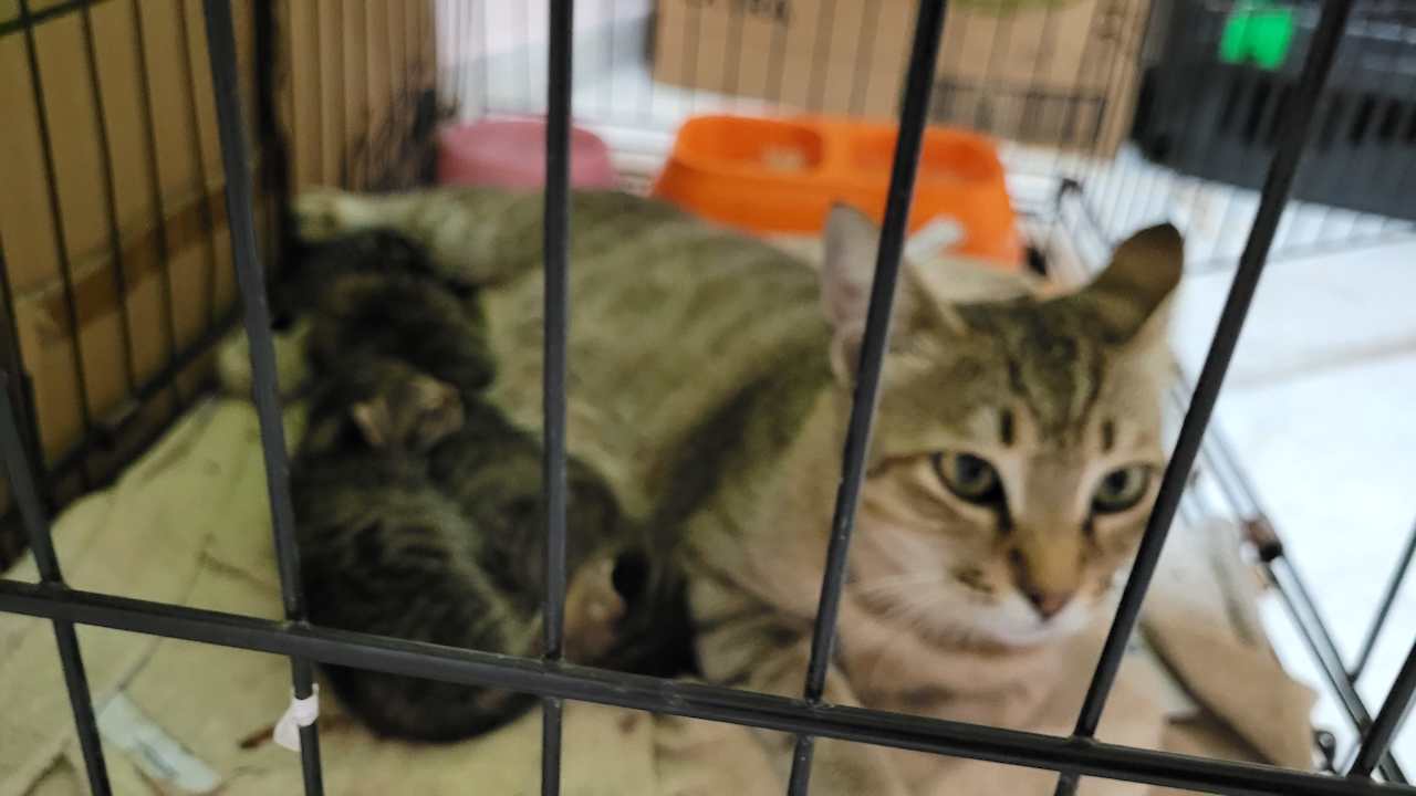 Sonstiges Limak Limra Hotel & Resort