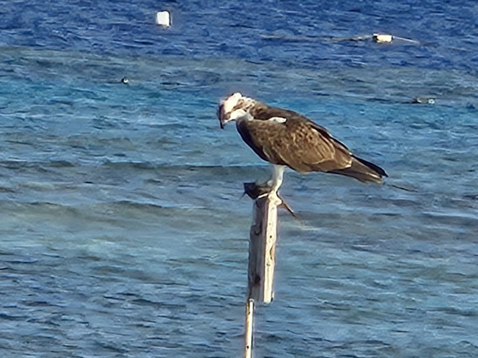 Strand Makadi Spa - Adults only