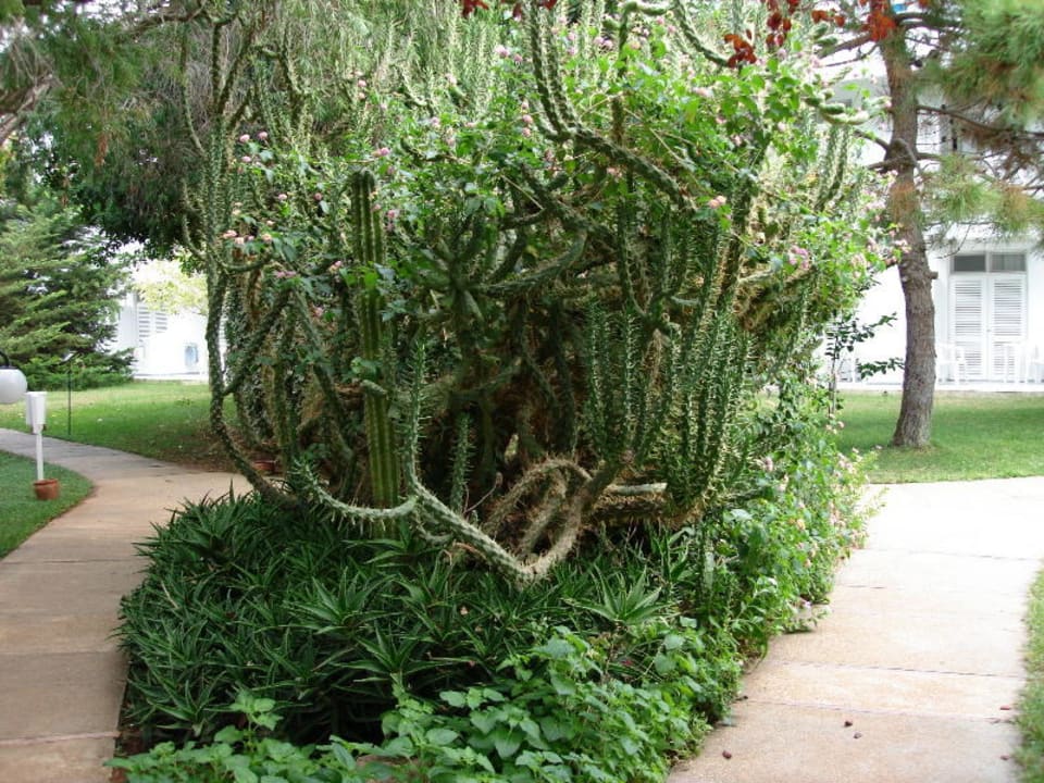 Kakteen Labranda Alantur Resort