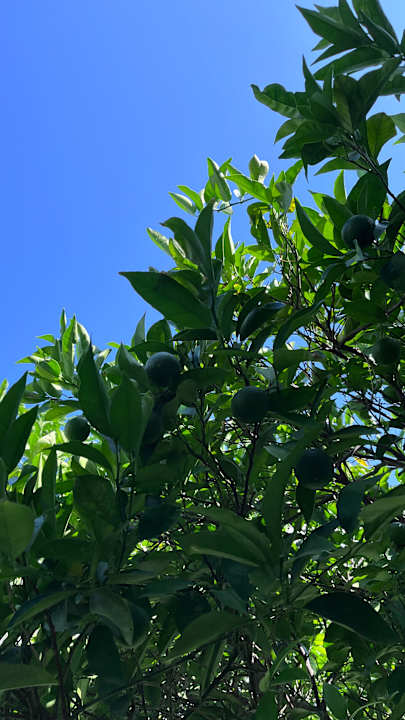 Gartenanlage Rodos Princess Beach Hotel & Spa