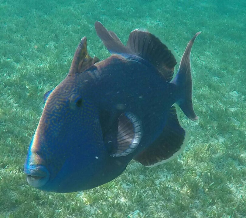 Mr blue Old Palace Resort Sahl Hasheesh