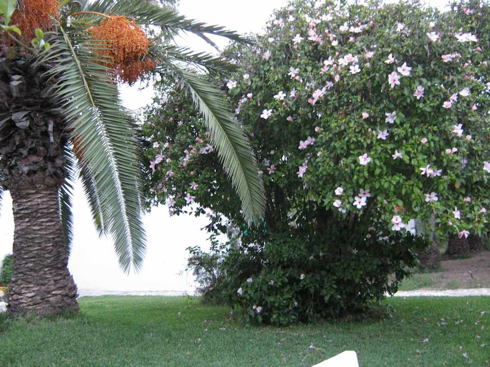 Garten The Orangers Beach Resort and Bungalows