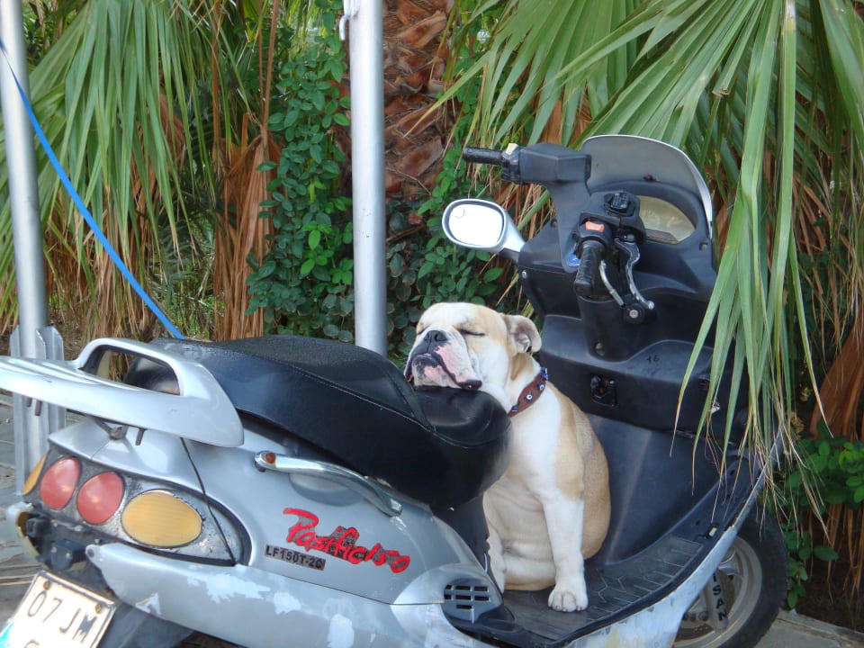 Wach - (nein) Hund Eingang Hotel Orfeus Park