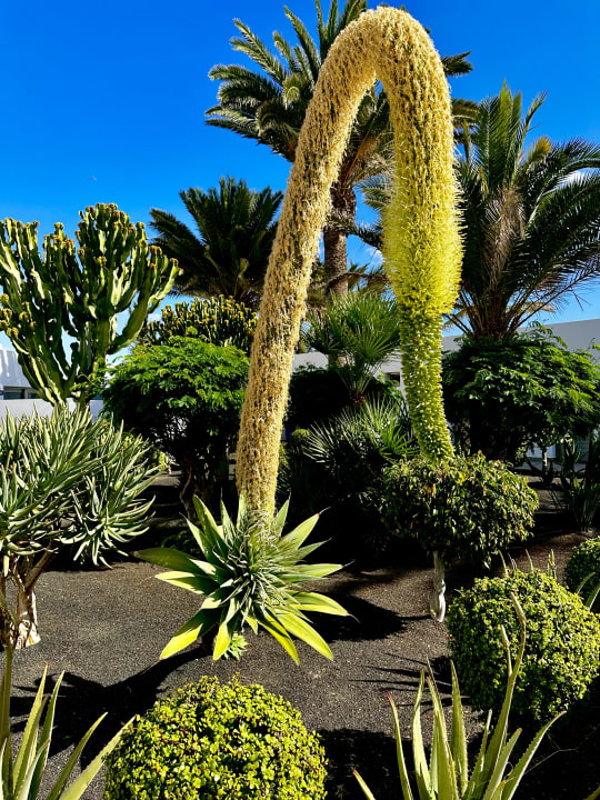 Gartenanlage Hotel Las Costas