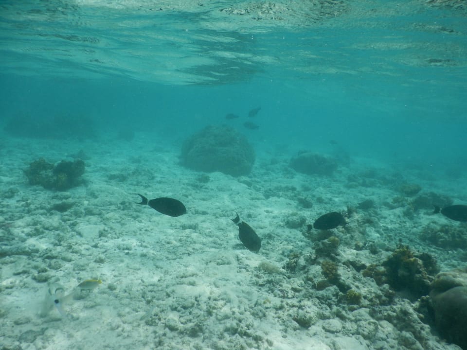 Hausriff Bandos Maldives