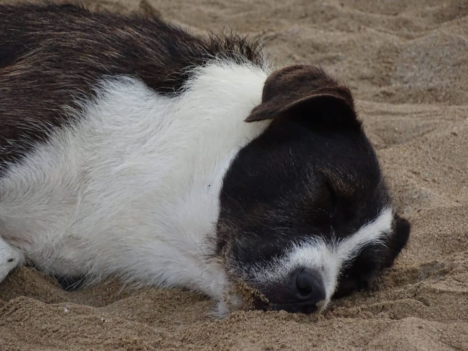 Wachhund Hotel Miramare Beach