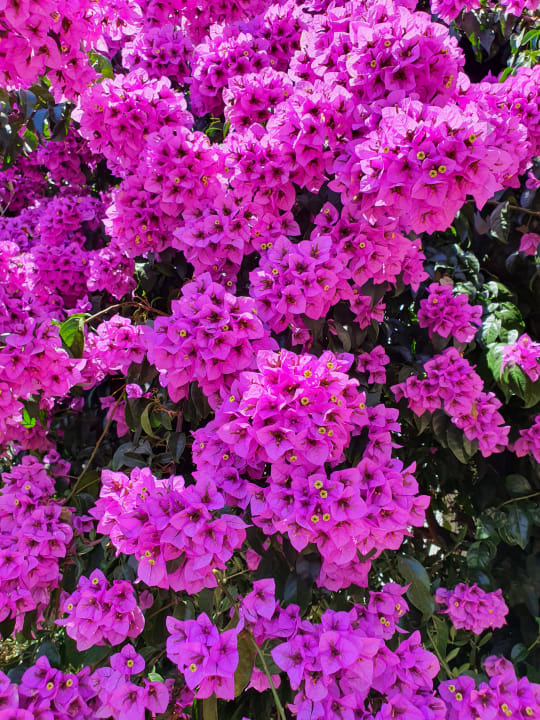 Gartenanlage Kuschel's vistalago