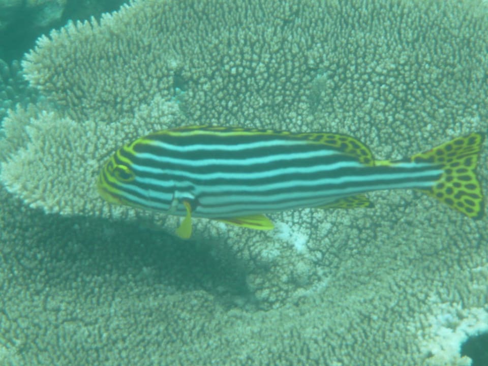 Süsslippe Embudu Village