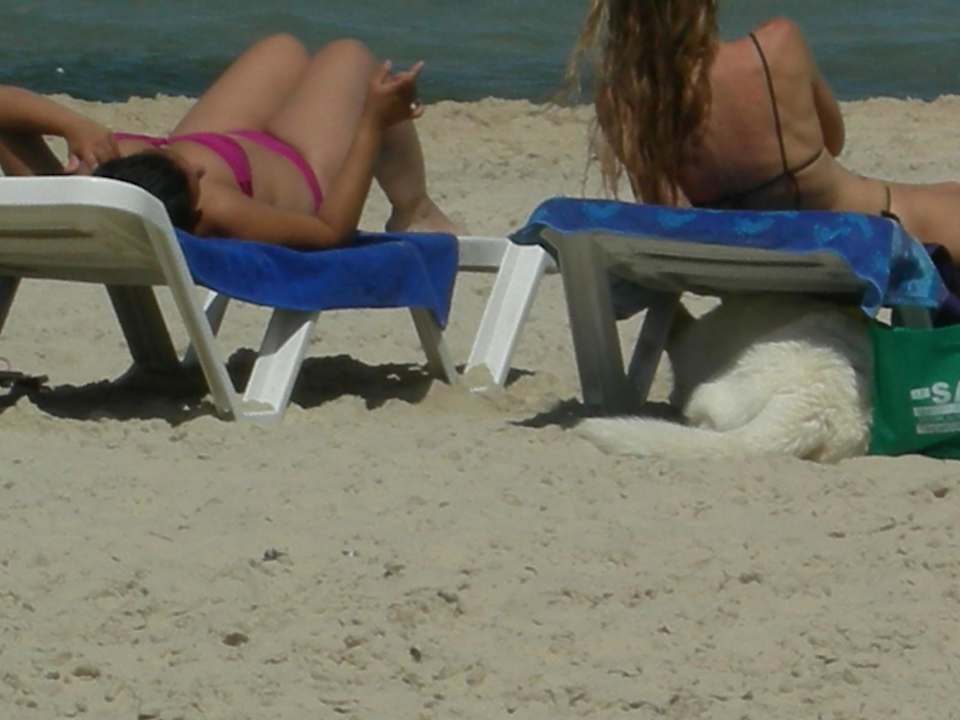 Hund unter der Liege El Ksar Resort & Thalasso