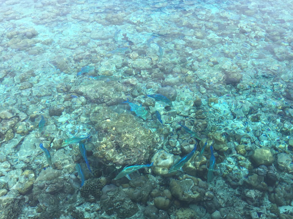 Strand Adaaran Select Meedhupparu Island Resort - Premium All Inclusive