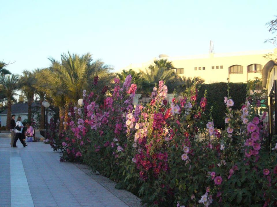 Malven am Wegrand Beach Albatros Resort