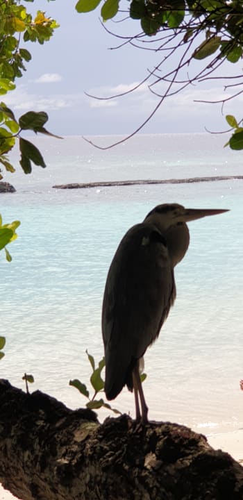 Sonstiges Kuramathi Maldives