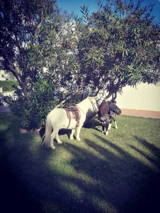 Sport & Freizeit Seaclub Alcudia Mediterranean Resort