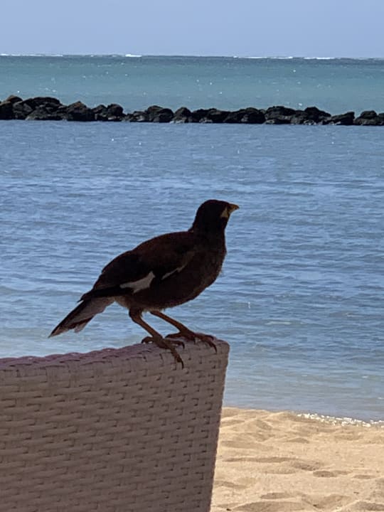 Strand LUX* Grand Gaube Resort & Villas