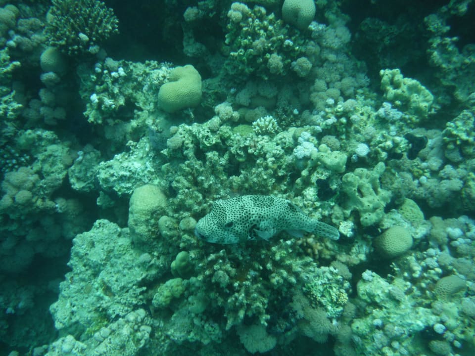 Hausriff Cleopatra Luxury Resort Makadi Bay