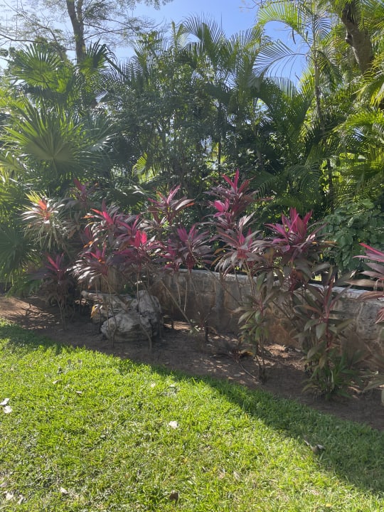 Gartenanlage Hotel Riu Tequila