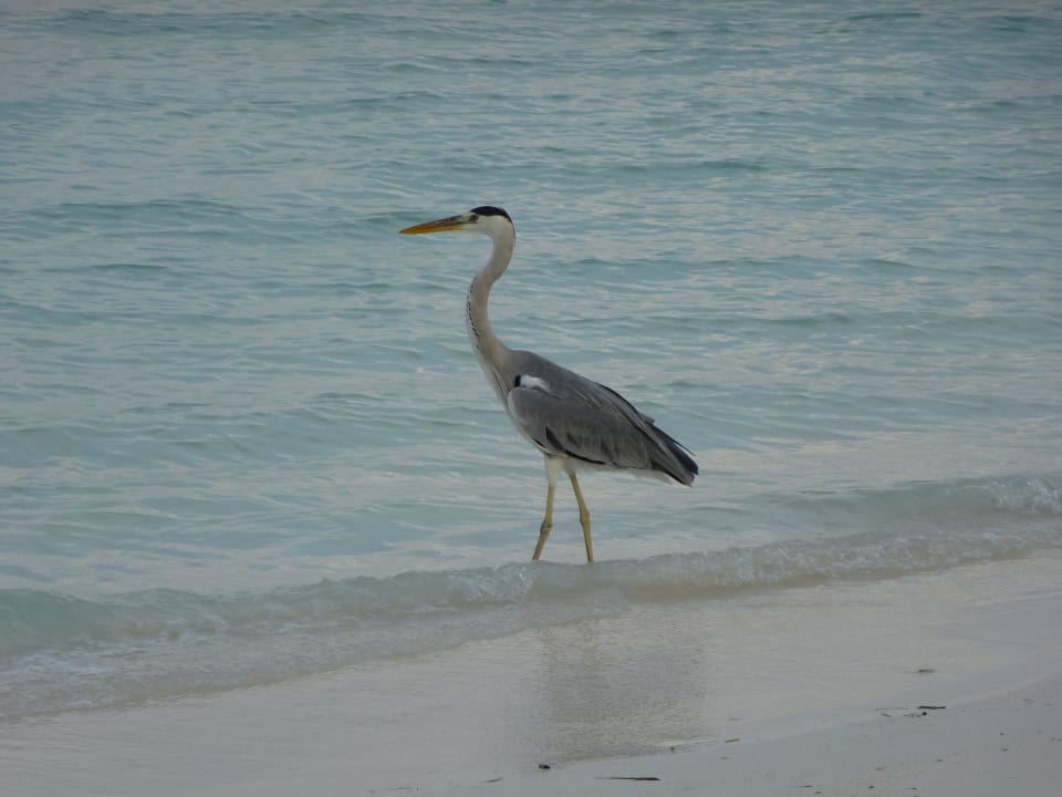 Jäger Meeru Maldives Resort Island