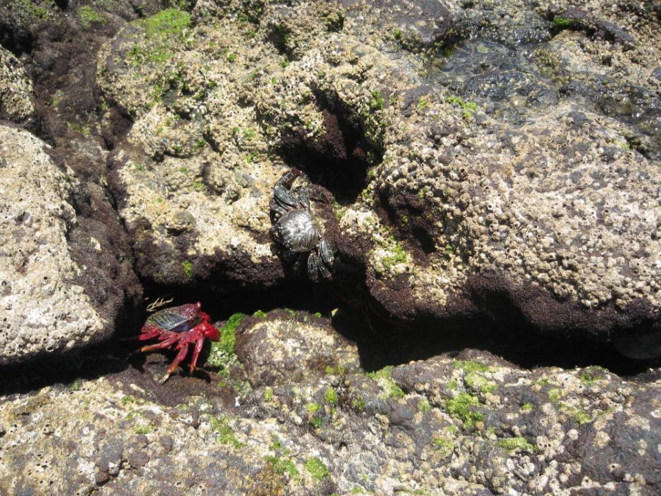 Krebse am Strand H10 Tindaya