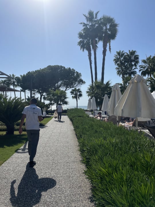 Strand Acanthus Cennet Barut Collection