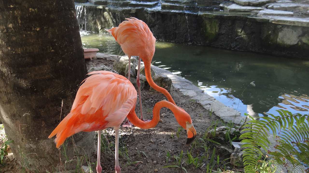 'Haustiere' Villas Bavaro Resort & Spa